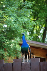 Fototapeta premium royal peacock