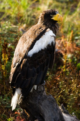 Steller's Sea Eagle with autumn background