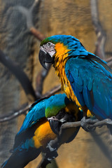 Yellow and blue parrots - 20981999