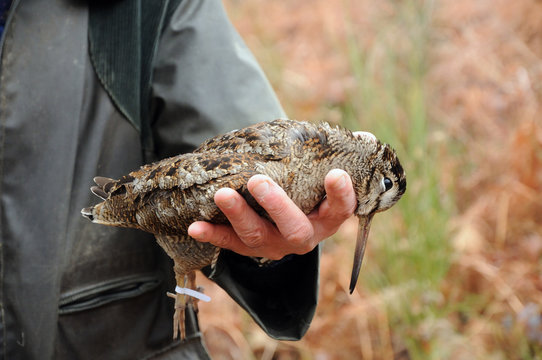 chasseur tenant une b&eacute;casse