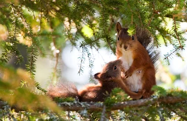 Tuinposter Eekhoorn die borstvoeding geeft © TheWorldAroundUs