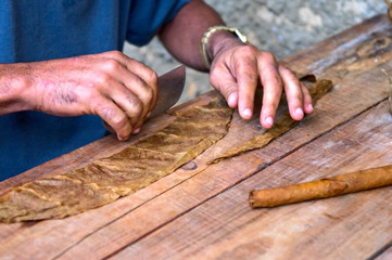 making of cuban cigar