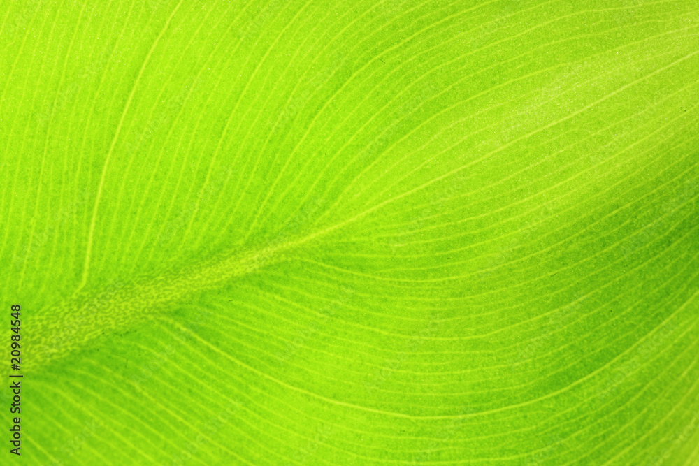 Poster leaf details