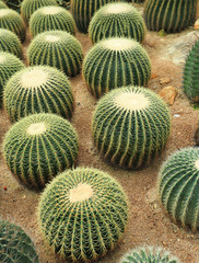 Obraz premium Cactaceae on sand