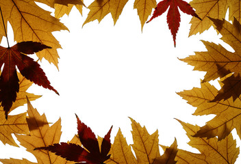 Frame from Silver and Japanese Maple Leaves Isolated on White