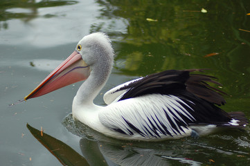 pelican