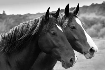 Fotobehang Paardrijden Twee paarden in een weiland