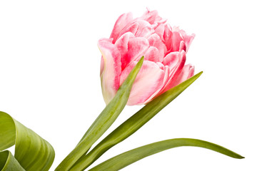 Tender flower, pink tulip