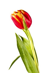 Naklejka premium Tender flower, red tulip