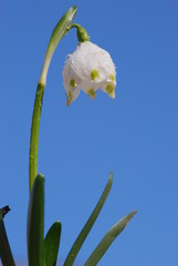 Märzbecher (Leucojum vernum )