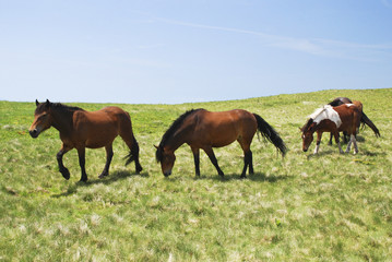 Fototapeta na wymiar Wild horses