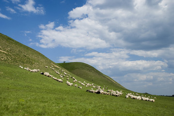 Fototapeta premium nature background with sheeps herd