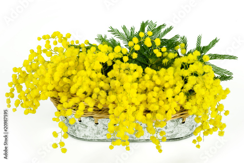 MIMOSE IMMAGINI DA SCARICARE