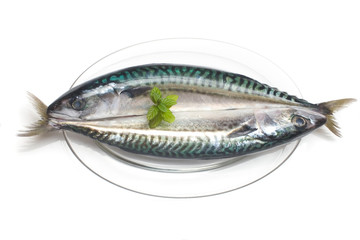atlantic mackerel. scomber scombrus