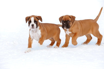 Boxerwelpen 133