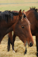 Obraz premium Pferde 109