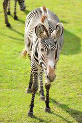 Zoo 150