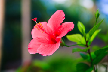 Pink Hibiscus