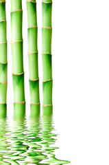 Bamboo in water isolated on white background