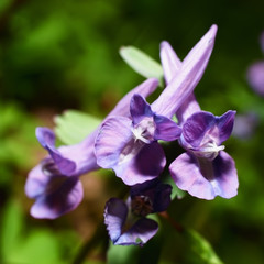 violet flowers