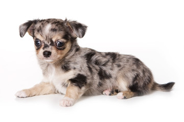 Chihuahua puppy isolated on white