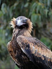 Obraz premium aaustralian Eagle