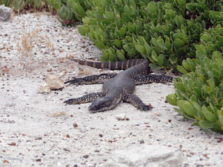 hunter reptile