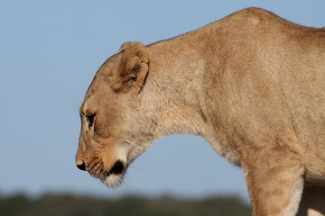 Lioness Profile