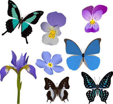 blue butterflies and flowers collection