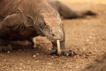 Head, Split Tongue and Claws of  Komodo Dragon