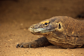 Head and Claws of Alert Komodo Dragon (Varanus komodoensis)