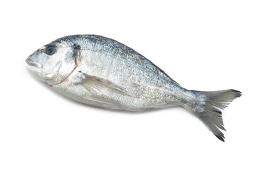 gilt-head bream on white