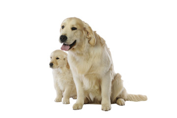 chiot golden retriever et sa maman assis ensemble