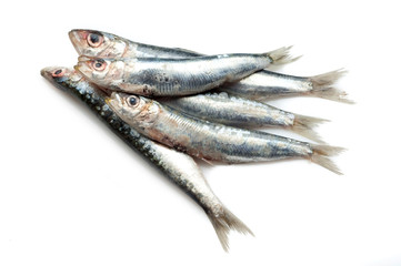 sardinas on white