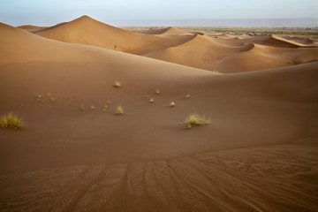 Plants in sand dunes in Sahara.
