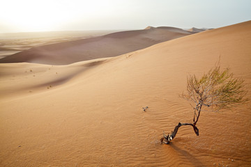 Small tree in  Sahara dunes.