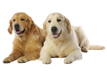 couple de golden retrievers de couleurs différentes