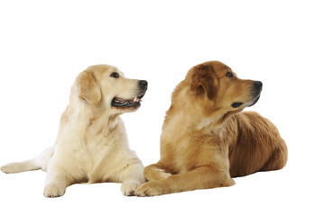 chiens golden retriever tournant la tête au même moment