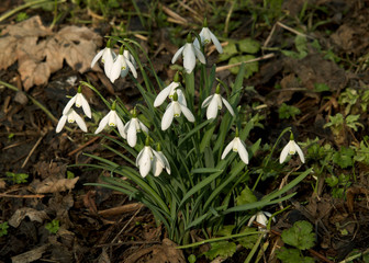Snowdrops