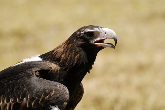 Australischer Adler
