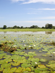 water lillies