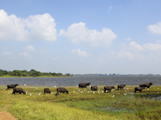 buffaloes and egrets by a lake at anuradhapura in sri lanka