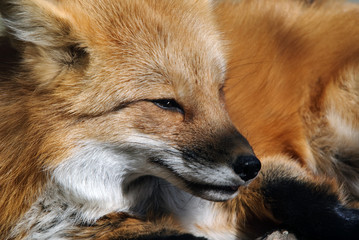 Red Fox Portrait