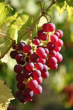 Grappe de raisin