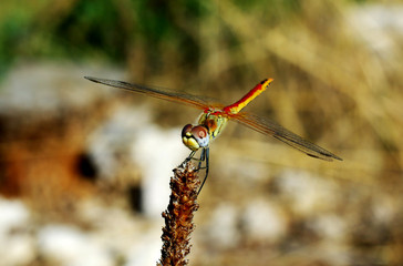 libellule sur une fleur