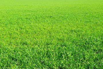 Obraz na płótnie Canvas green grass