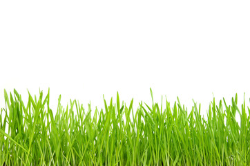 Obraz premium green grass