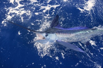 Beautiful white marlin real billfish sport fishing - 21006946
