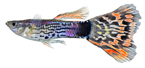 Guppy fish  (Poecilia reticulata) - obrazy, fototapety, plakaty