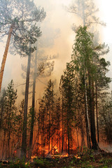 Forest fire
